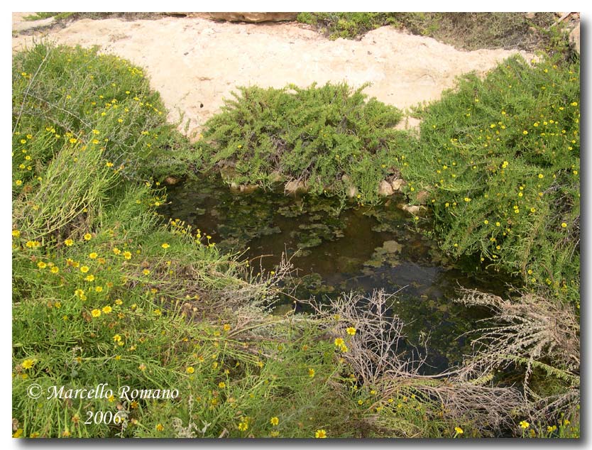 Sympetrum fonscolombii a Lampedusa